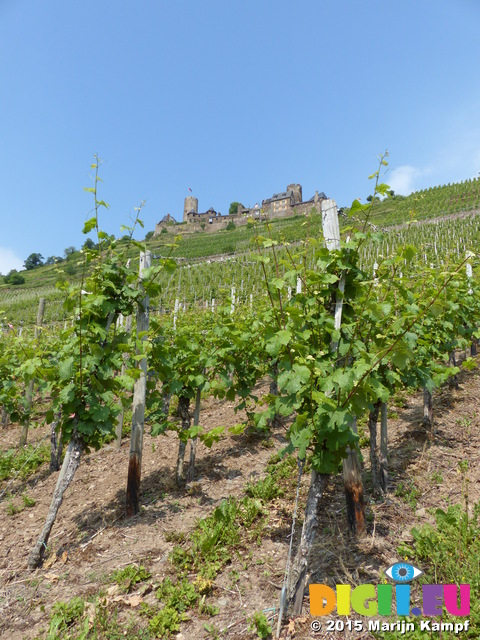 FZ017282 Vines and Burg Thurant